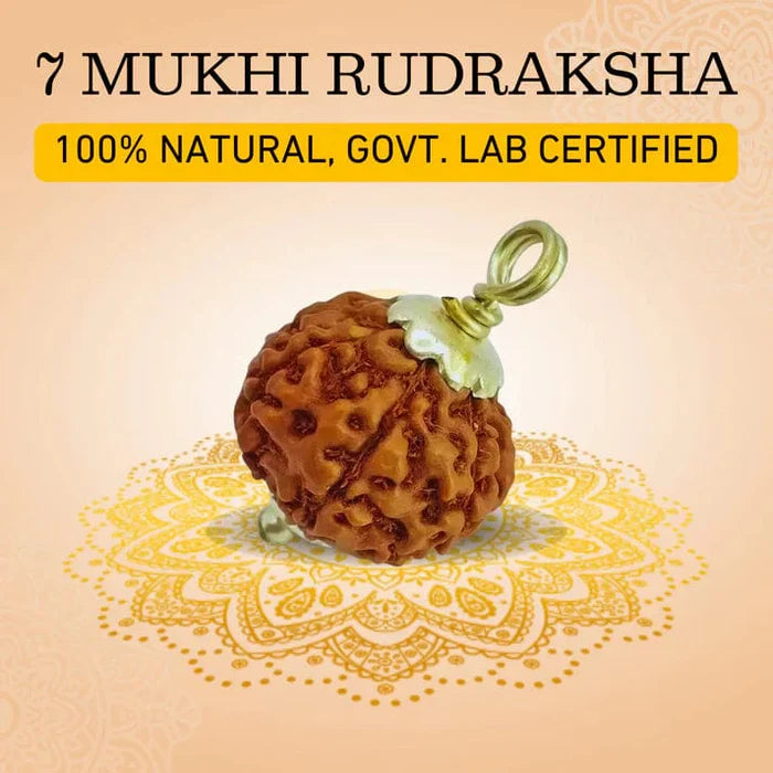 7 Mukhi Nepali Rudraksha - Limited Time Offer